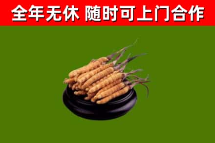 南漳回收冬虫夏草